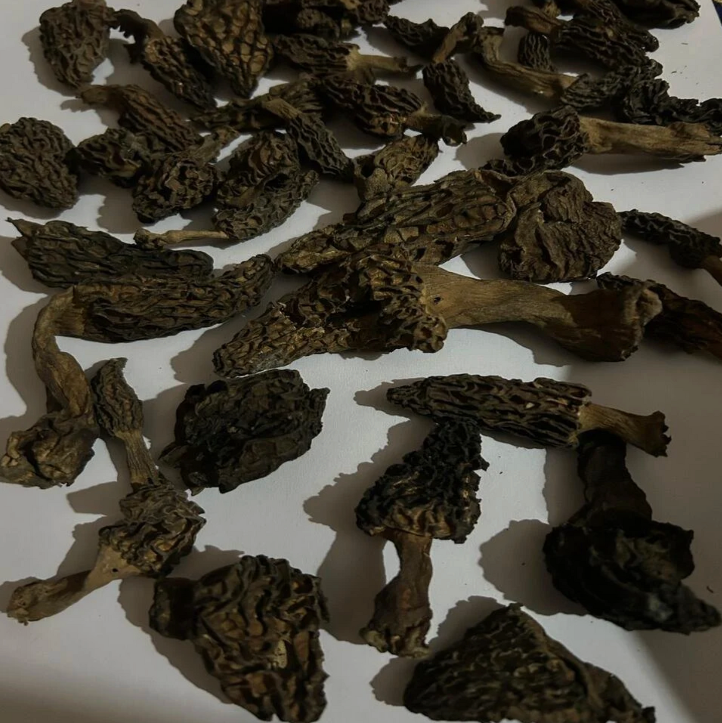 Morel mushroom