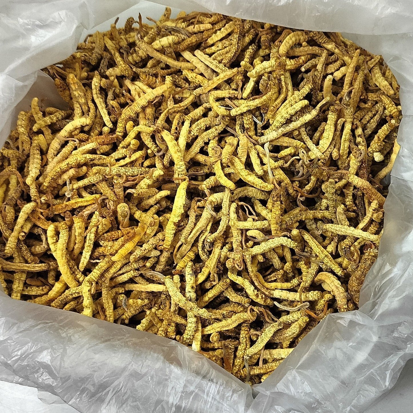 Kida Jadi (Cordyceps Sinensis)