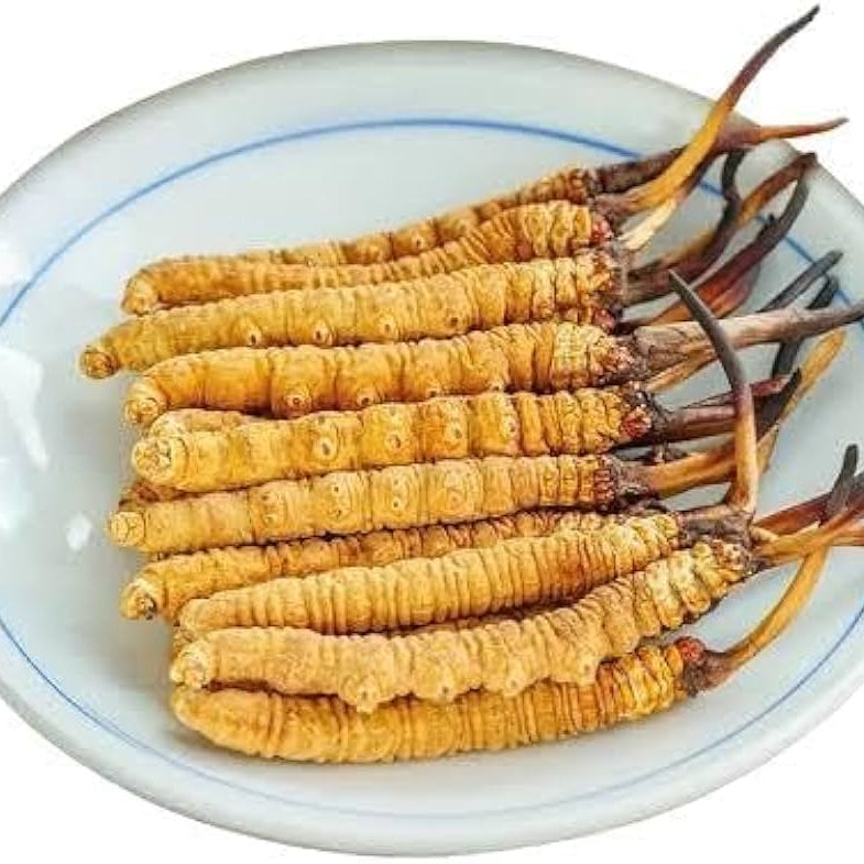 Kida Jadi (Cordyceps Sinensis)