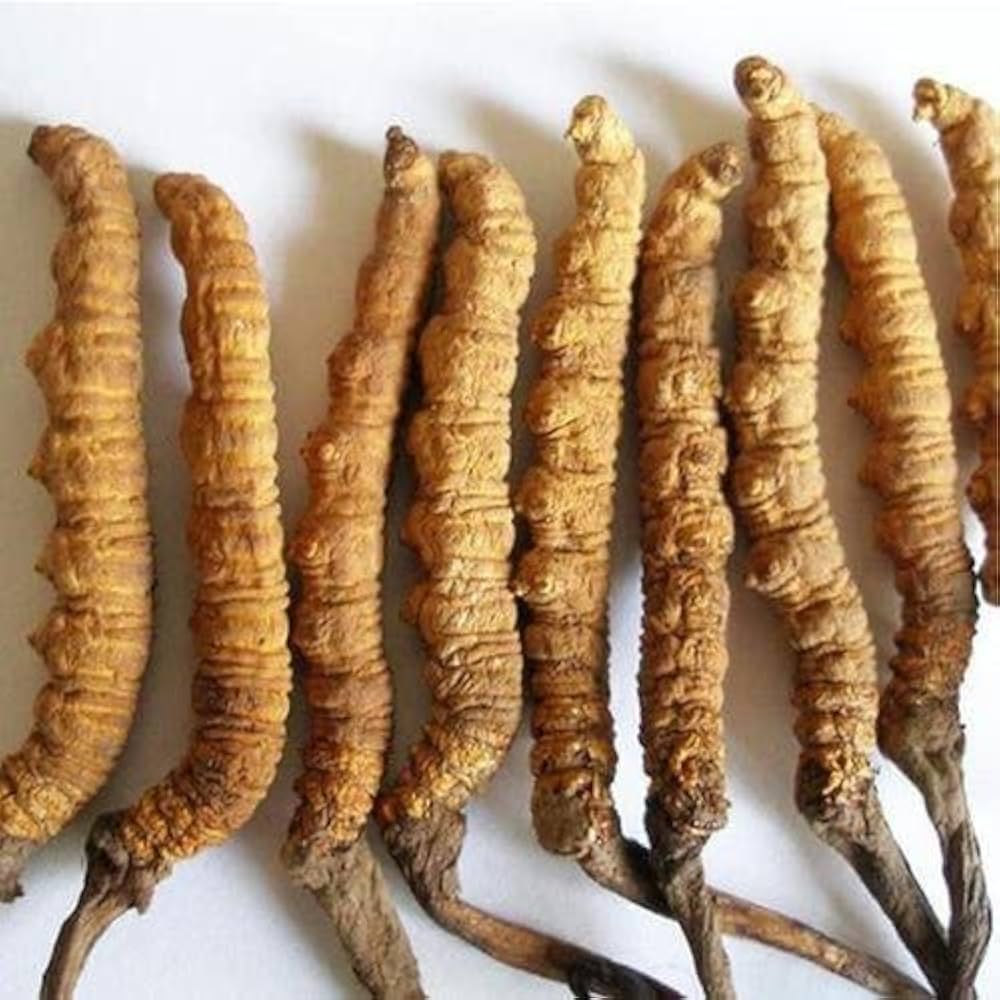 Kida Jadi (Cordyceps Sinensis)