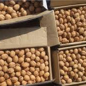 Kashmiri Walnuts With Sell