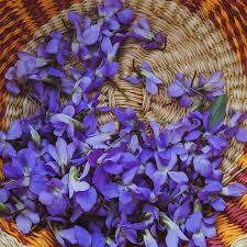 Dry Violet Flower
